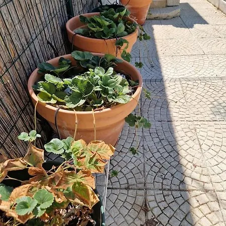 Vine Garden * Эшторил